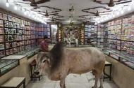 Indie święta krowa byk