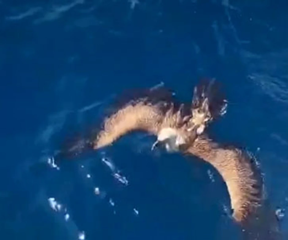 Porodica spasila beloglavog supa u Hrvatskoj