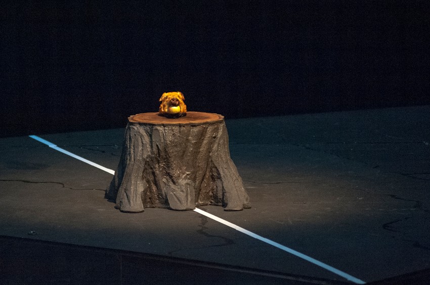 Pečena svinjska glava na sceni