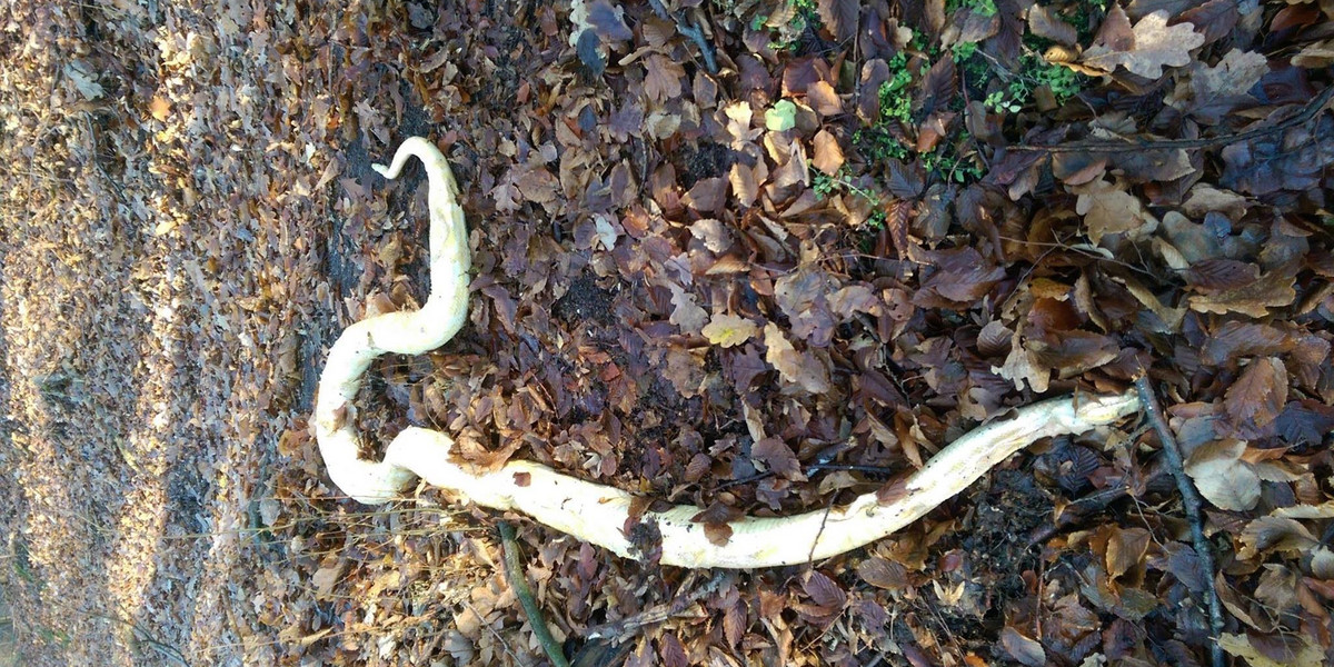 Częstochowa. W lesie w dzielnicy Mirów znaleziono martwego pytona tygrysiego 