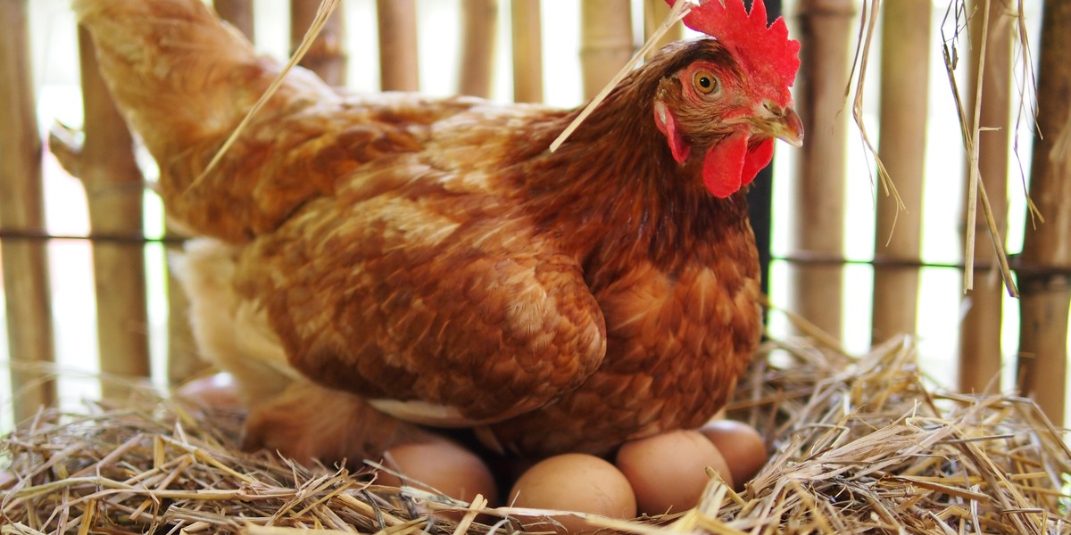 Z przydomową hodowlą kur wiążą się również pewne wydatki, które niekoniecznie są oczywiste