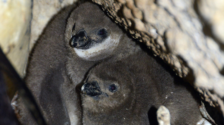 A két pingvin az állatkertben született 39. és 40. fióka/Fotó:Bagosi Zoltán