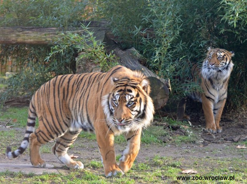 Inspektorzy „prześwietlą” całe zoo