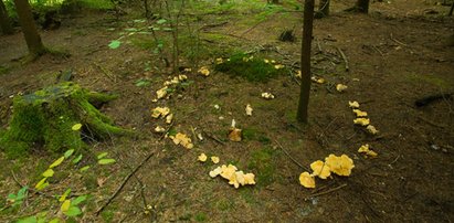 Czarci krąg w podkarpackim lesie. Powstał po sabacie czarownic?