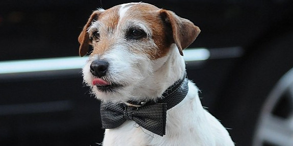 Uggie (fot. BEW)