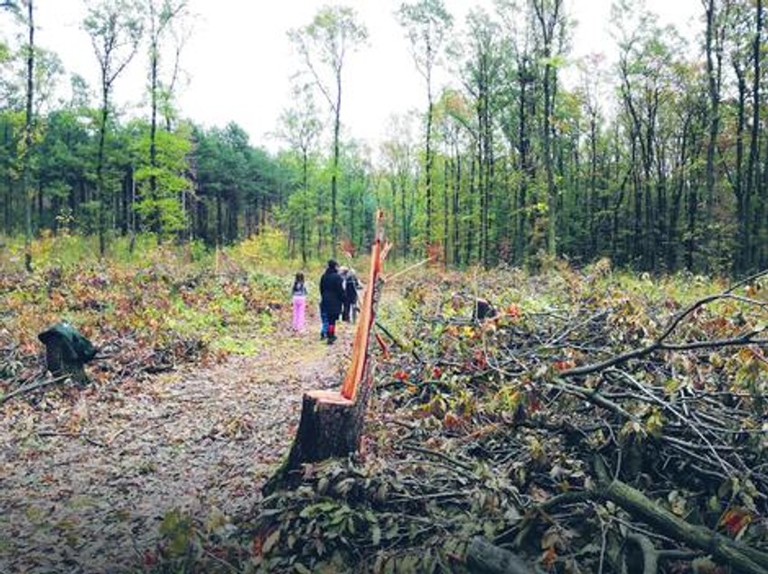 Zbog bespravne seče privatne šume u Srbiji prošle godine su ostale bez 23.000 kubika drva