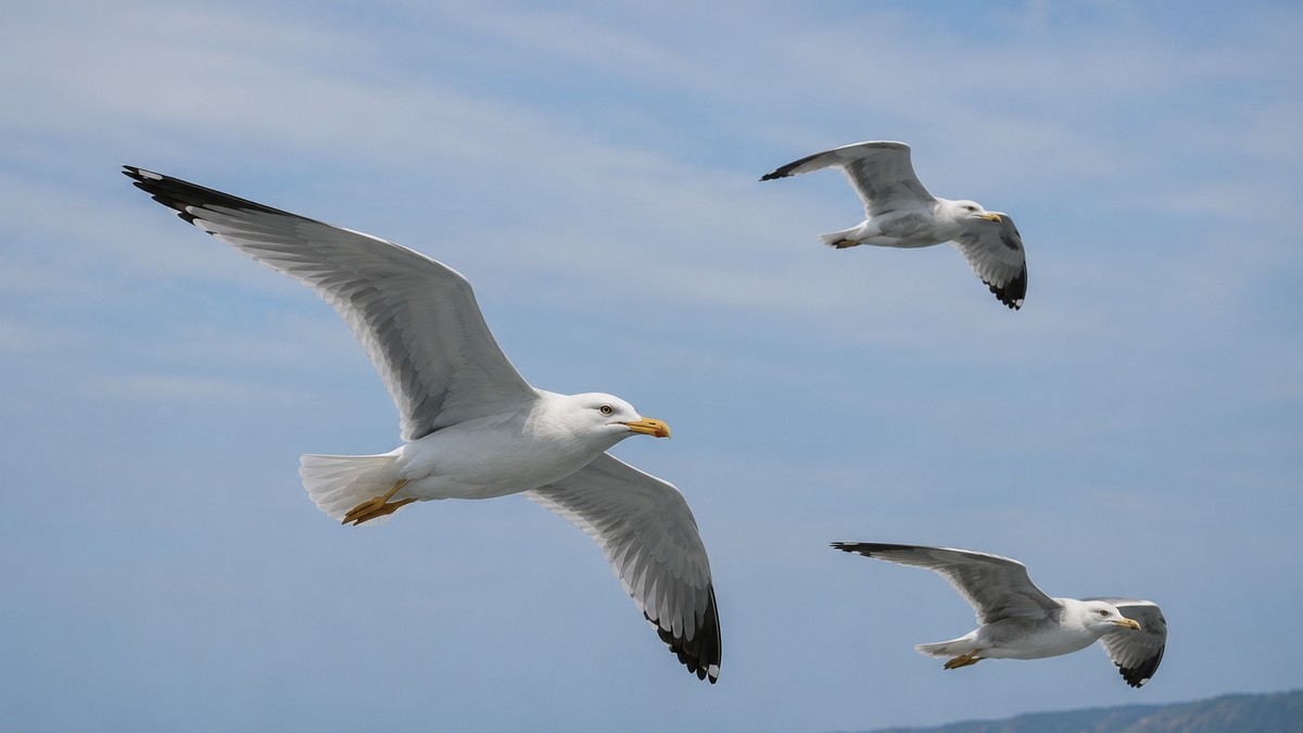 Galebovi