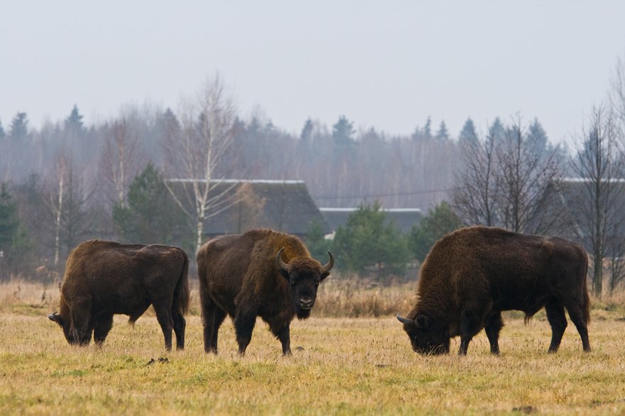 Żubry w Białowieskim Parku Narodowym - bchyla/stock.adobe.com