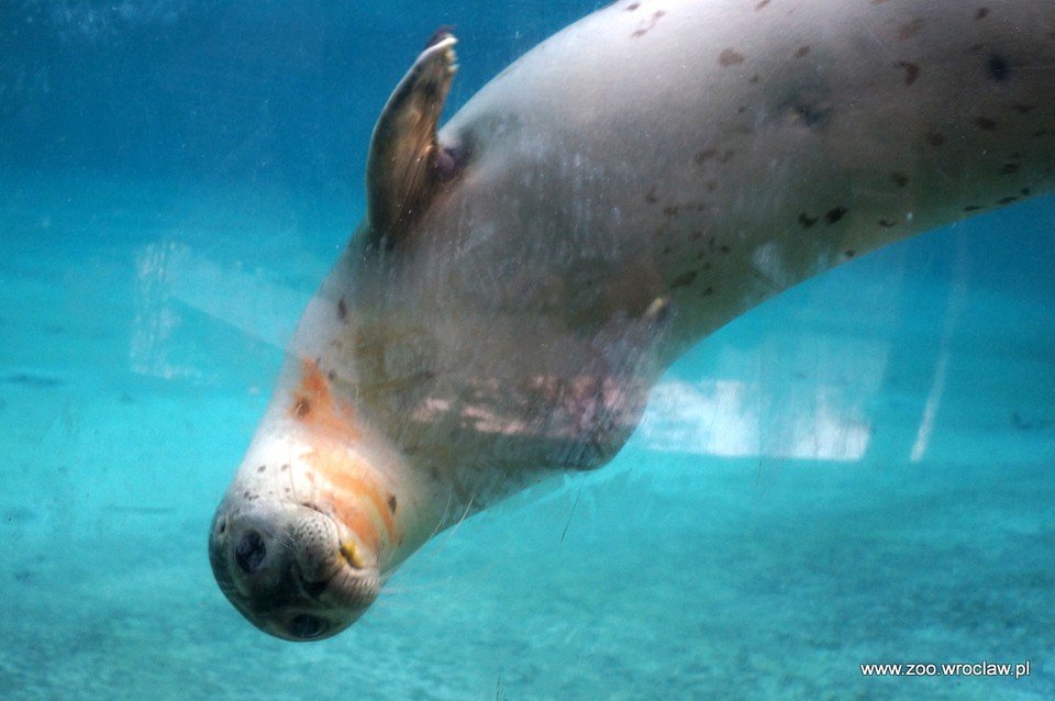 Trzy nowe foki zamieszkały we wrocławskim zoo