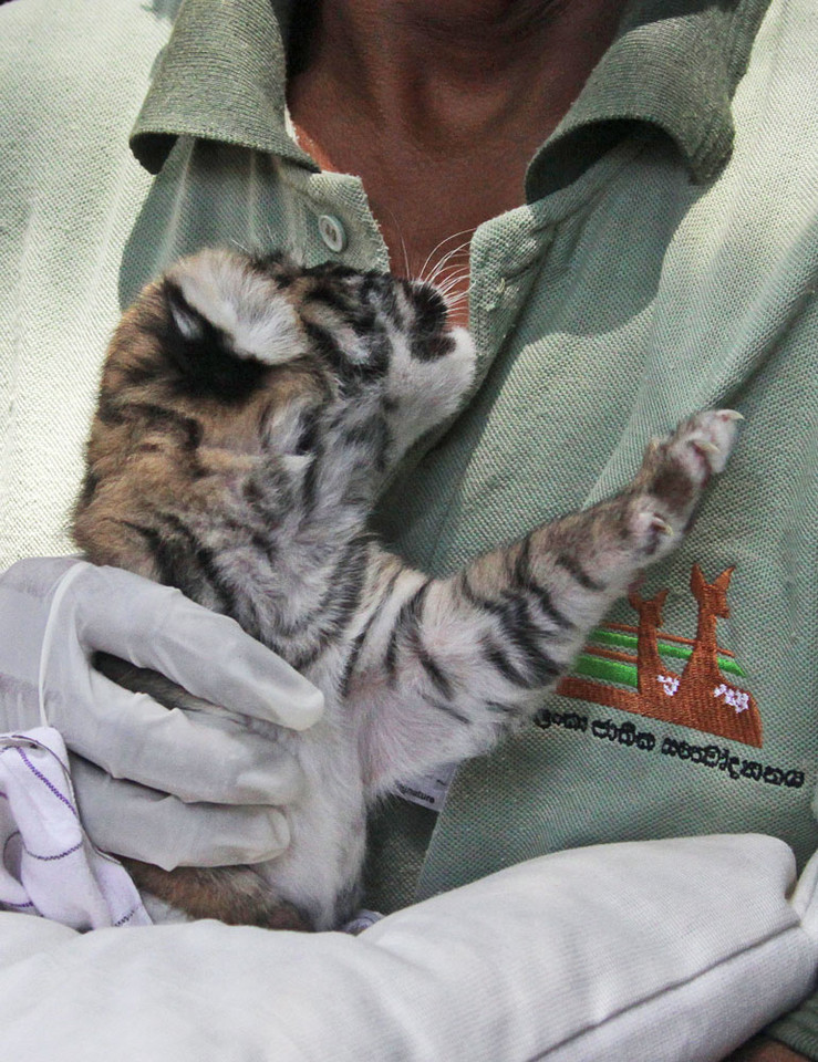 Sri Lanka - narodziny tugrysa bengalskiego