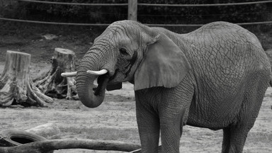 Nie żyje Linda - słonica z poznańskiego zoo