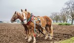 Konie w rolnictwie – przeżytek czy nowa moda?