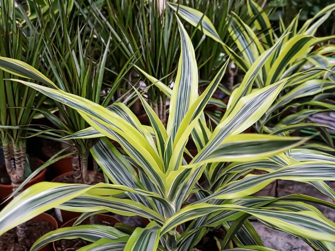 Kako se neguje drvo života ili dracena fragrans?