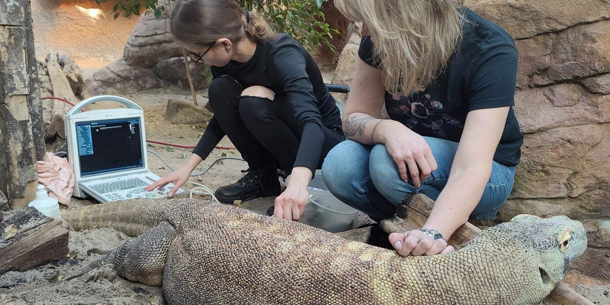 Waranica Rinca z poznańskiego zoo podczas USG.