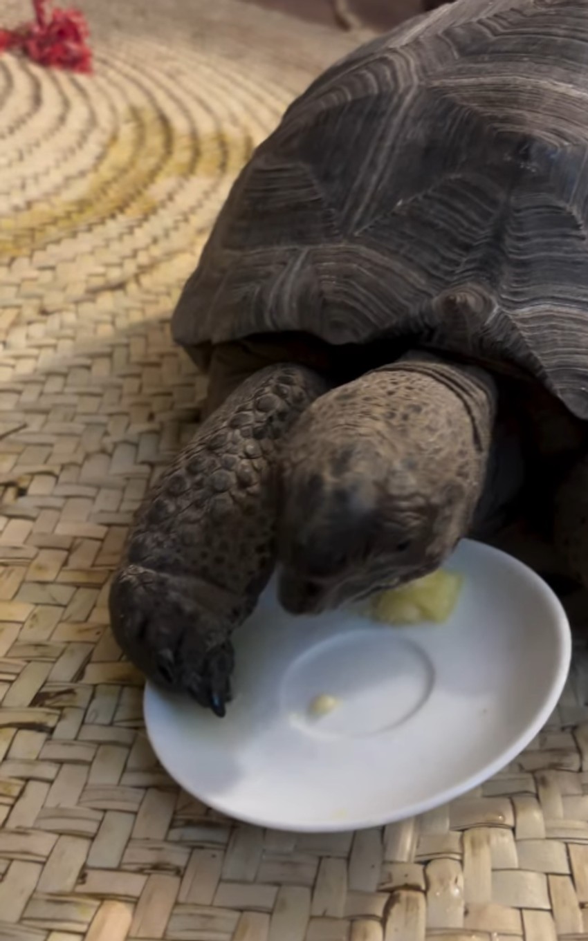 Sergej otišao u Zanzibar