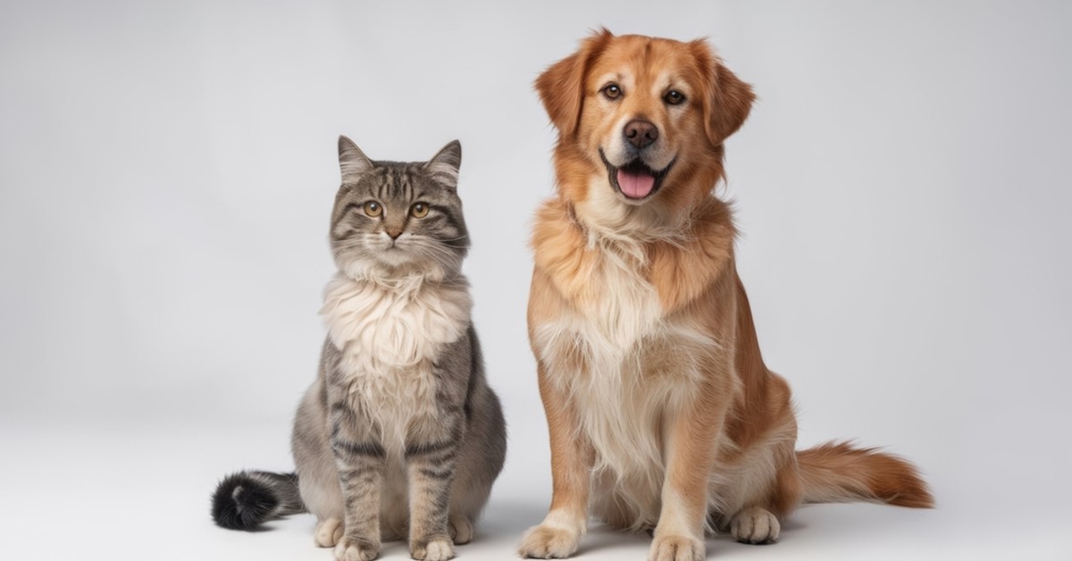 Obowiązkowy wydatek dla właścicieli psów i kotów. Za unikanie go będzie groziła grzywna. Ile to będzie kosztowało?