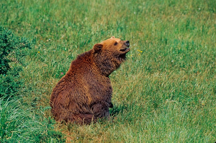 WWF zamierza odnowić 40 ha starych, zagubionych w bieszczadzkich lasach sadów specjalnie dla niedźwiedzi.