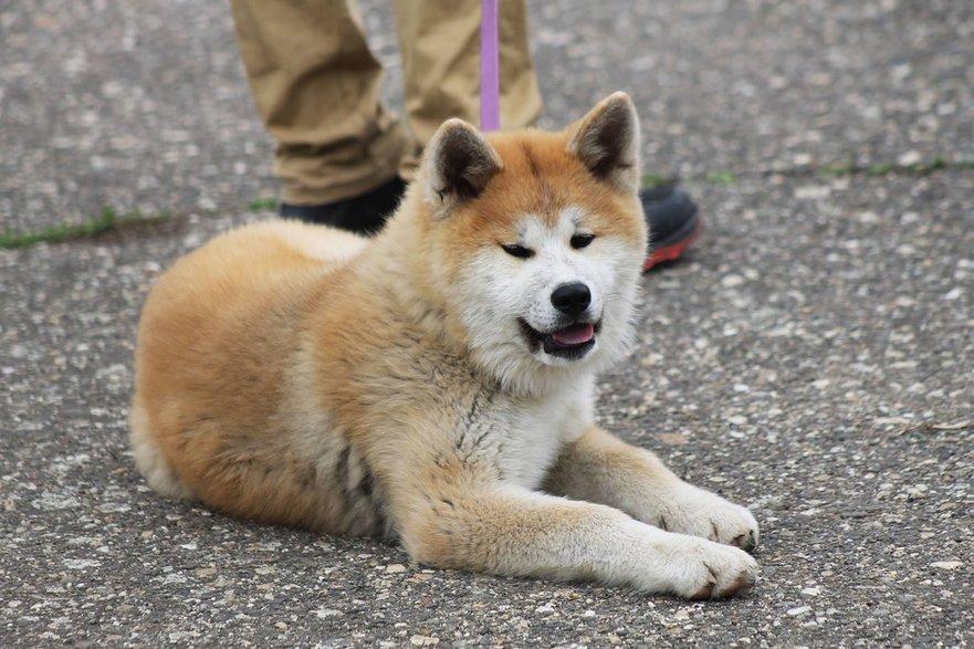 Akita Inu to pies o bardzo silnym charakterze - uadrienn/pixabay.com