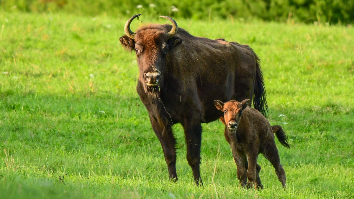 Bieszczady. Na świat może przyjść nawet 100 młodych żubrów