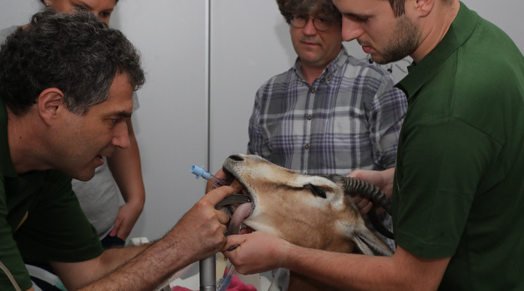 A vizsgálat alatt csövet vezettek az állat torkába, hogy biztosítsák a levegő útját /Fotó: Grnák László