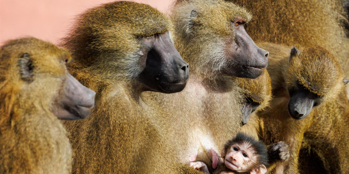 Niemieckie zoo zabije 20 osobników zagrożonego gatunku