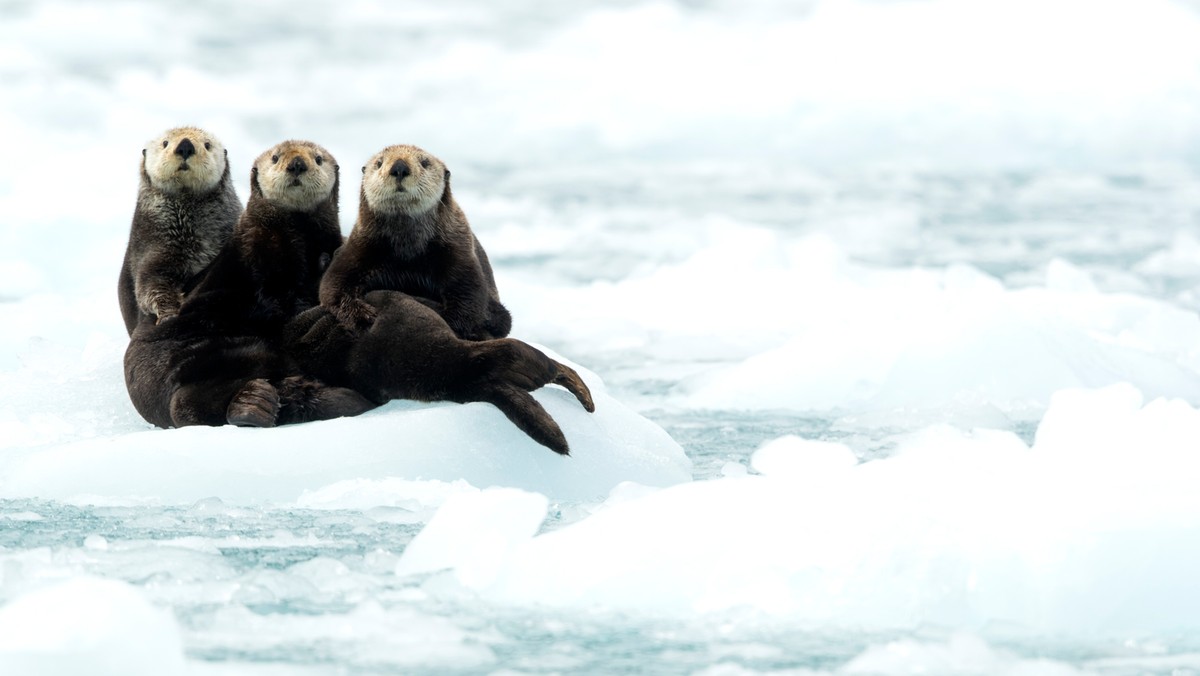 Wydry morskie (Enhydra lutris) odpoczywają na lodzie, Alaska