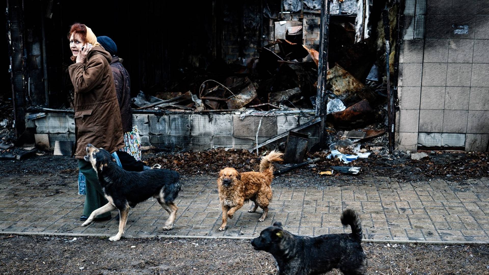 Saveti veterinara: Šta da radite ukoliko vas napadnu lutalice