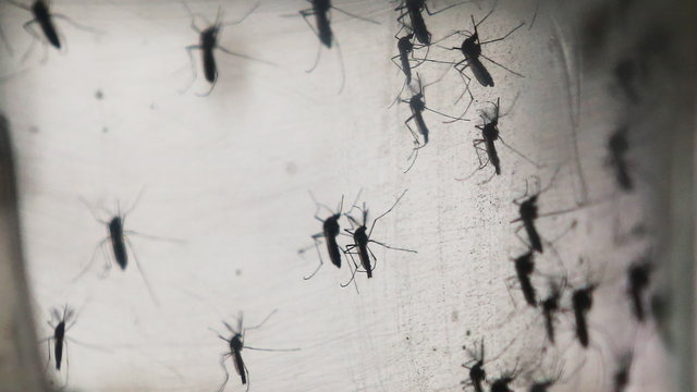 Íme az 5 legjobb szúnyogriasztó Magyarországon