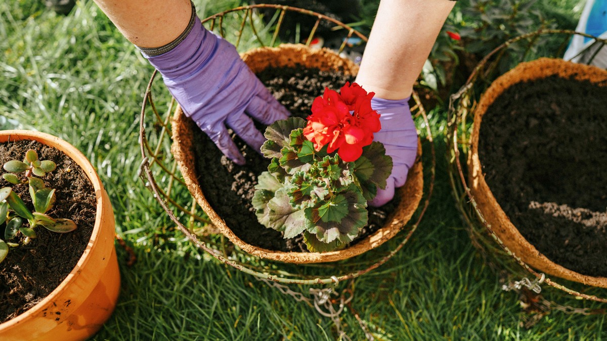 Napravite brašno od kostiju za bujno cveće