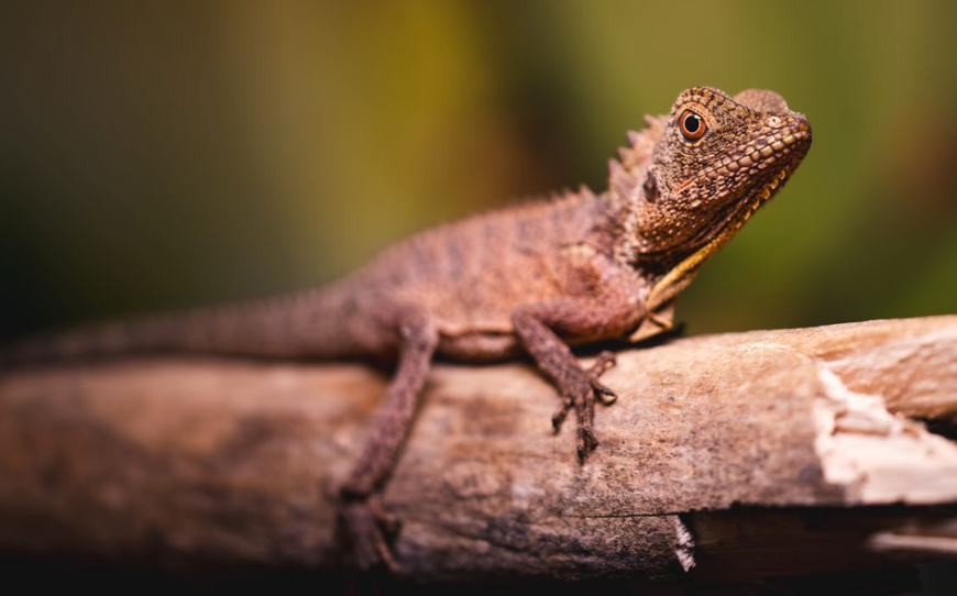 Agama Nowogwinejska