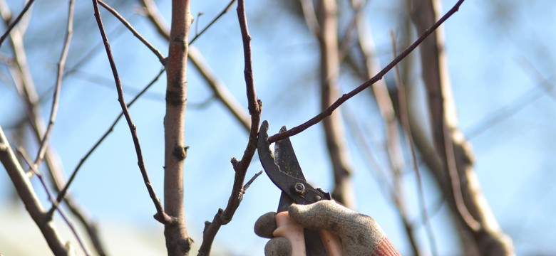 Zimowe cięcie drzew owocowych. Jakie drzewa i krzewy przycinać w styczniu? Do kiedy można przycinać drzewa owocowe?