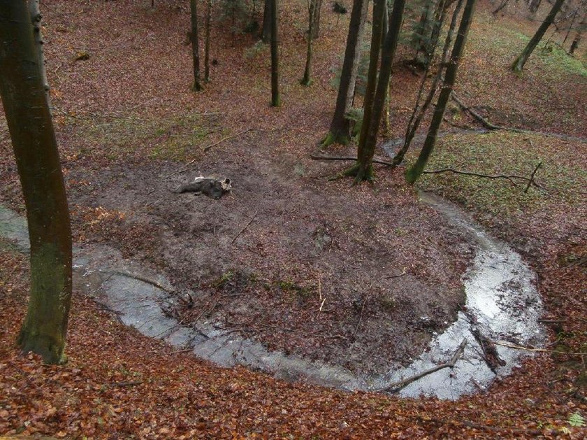 Dwa martwe żubry znaleziono w Bieszczadach