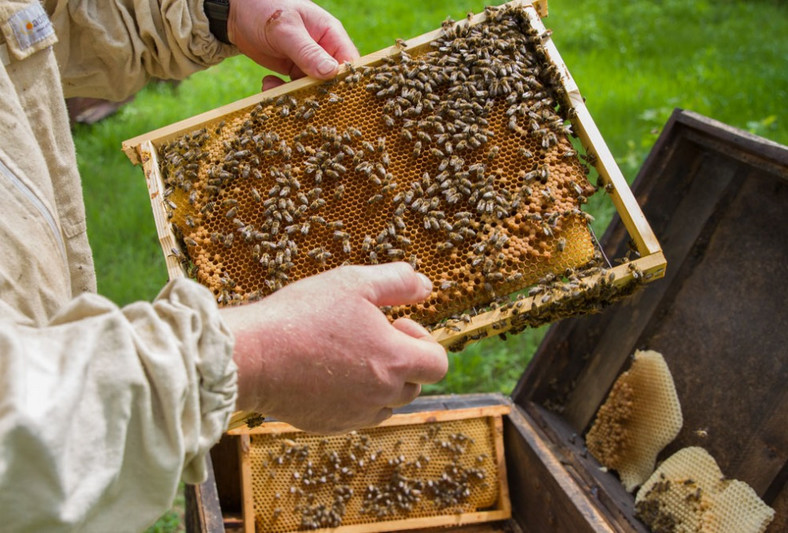 Tajemnicze substancje z grzybów leczą najgroźniejszą chorobę zakaźną pszczół