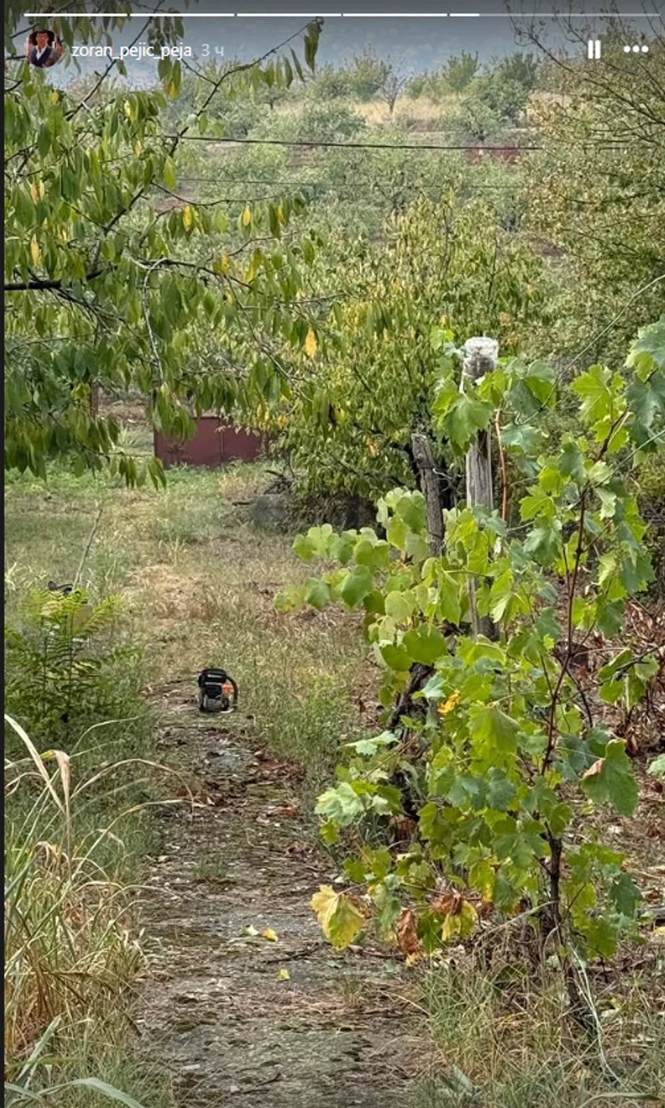 Pejina objava na Instagramu