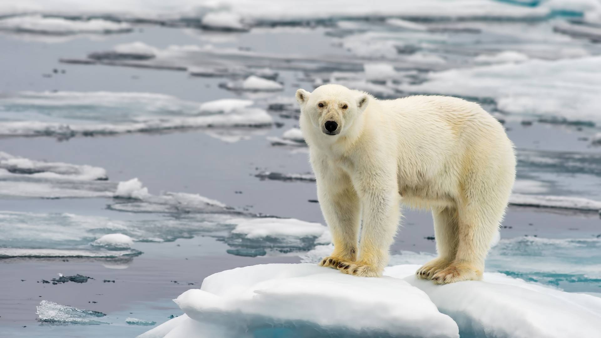 Możemy ocalić symbol globalnego ocieplenia? Zaskakujące odkrycie na Grenlandii