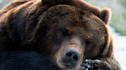 Które zwierzęta przesypiają zimę? 7/10 to poziom mistrza