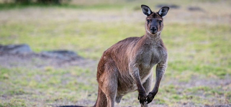 Tragedia w opolskim zoo. Nagła śmierć 11 kangurów