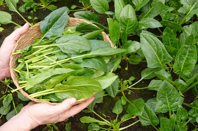 spanać, zeleno lisnato povrće