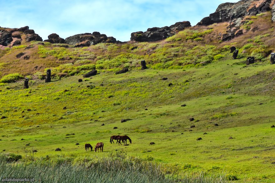 Dzikie konie na Rapa Nui / Wyspie Wielkanocnej