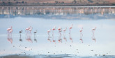 Flamingi na słonym jeziorze na Cyprze