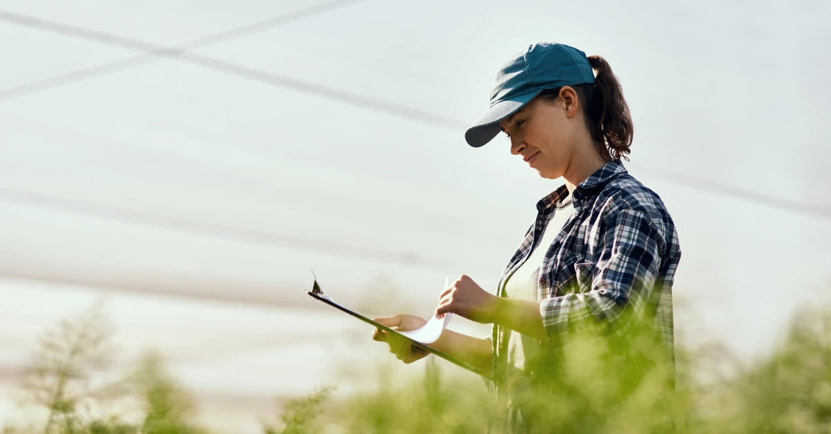 Cichy wróg kukurydzy sieje spustoszenie w całej Polsce. Jak chronić plony?