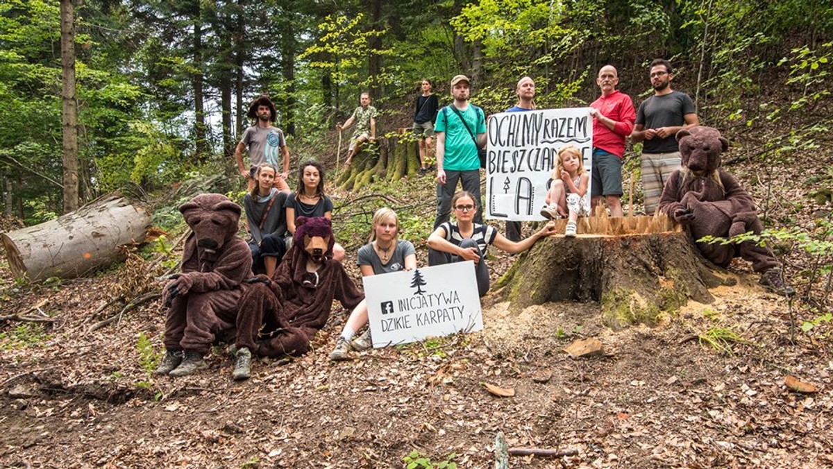 Bieszczady: Wycinka drzew trwa. Dzikie Karpaty będą protestować