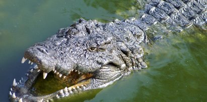 Aligator zaatakował dziecko. Ojciec ruszył na ratunek