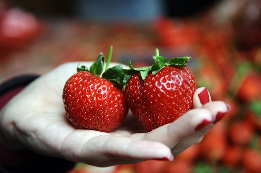Slasne jagode ali samo u domaćoj baštici