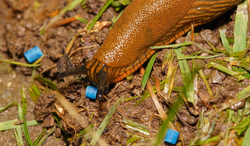Tymi granulkami ochronisz rośliny przed ślimakami nagimi.  Gwarantowana skuteczność i bezpieczeństwo