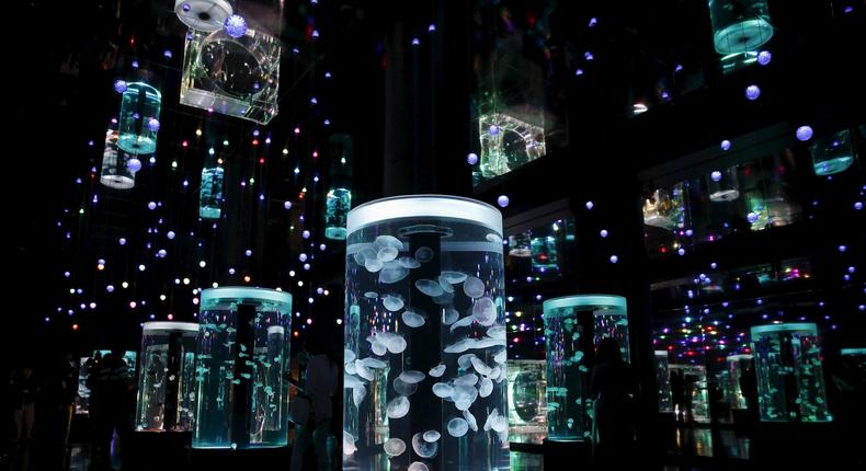 japan aquarium jellyfish