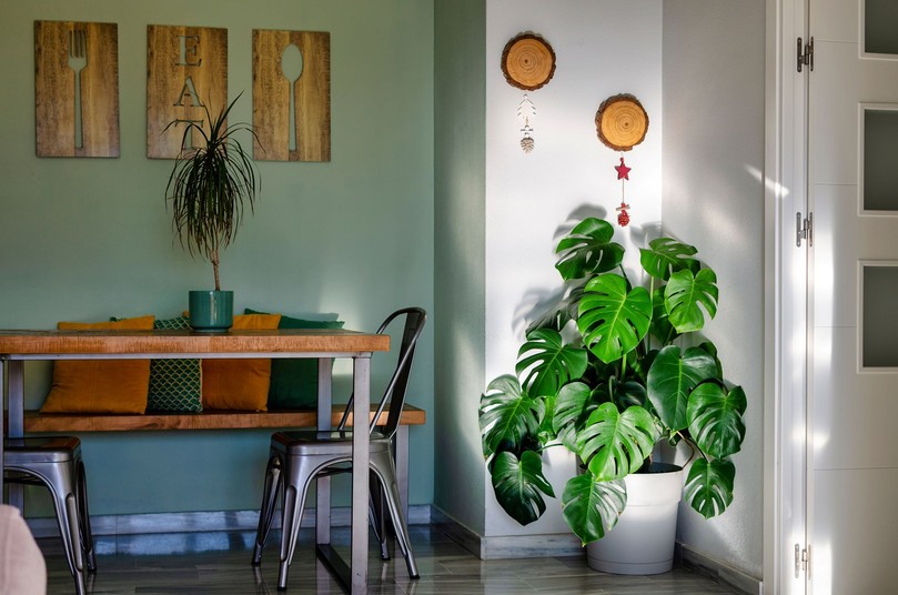 Czy Monstera oczyszcza powietrze?
