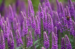 Zasadź zamiast lawendy. Rzadko atakują ją szkodniki, ma piękny kolor i dobrze zimuje