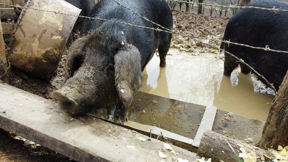 Svinje gimnastičarke