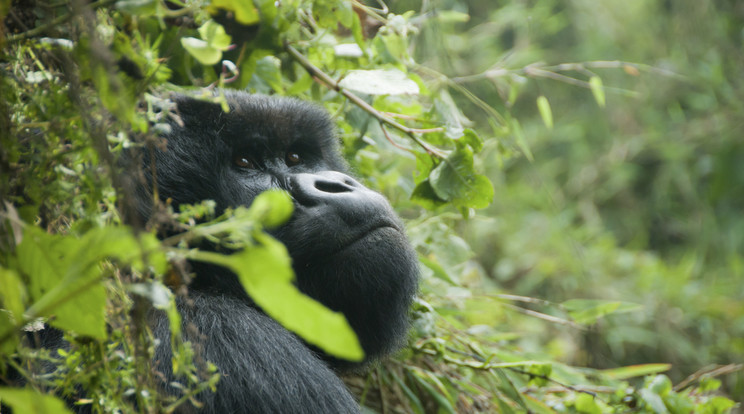 A gorillák védelme érdekében kezdett a már nem használt mobiltelefonok gyűjtésébe a Fővárosi Állat- és Növénykert / Fotó: Northfoto